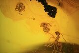 Fossil Ant (Formicidae) & Two Spiders (Aranea) In Baltic Amber #72222-2